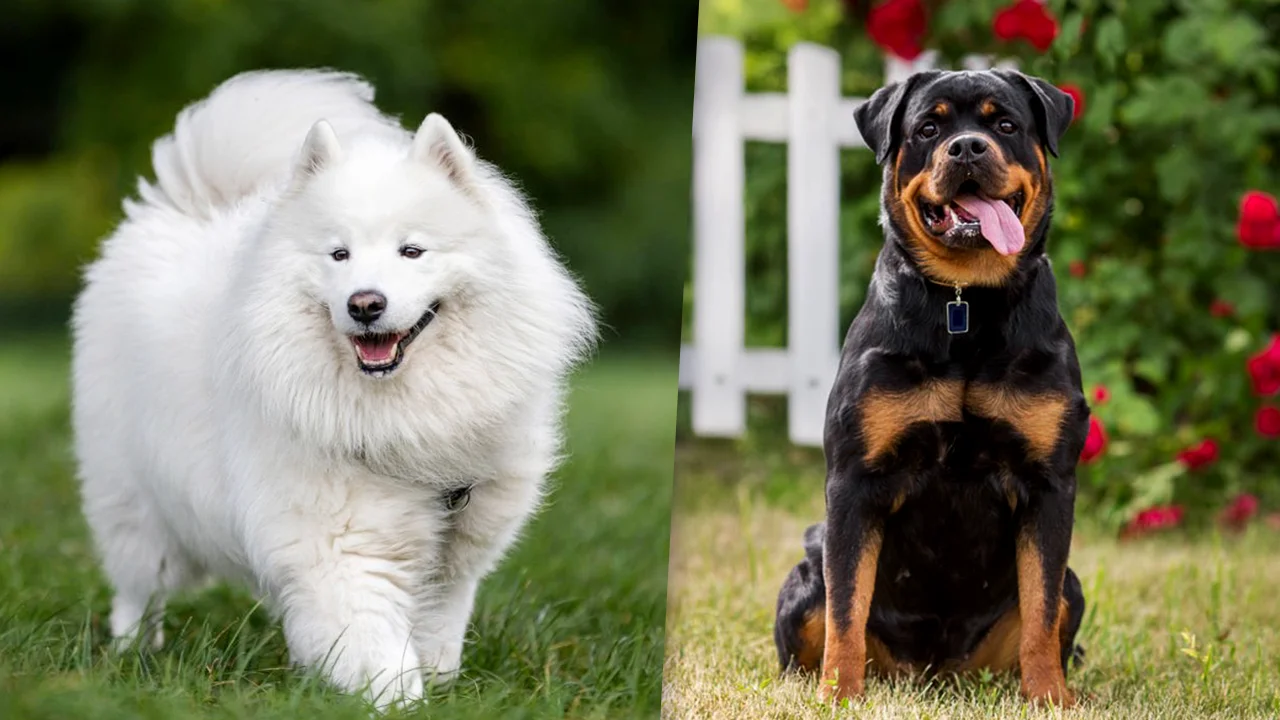 Top 10 Most Expensive Dog Breeds in the World 2026