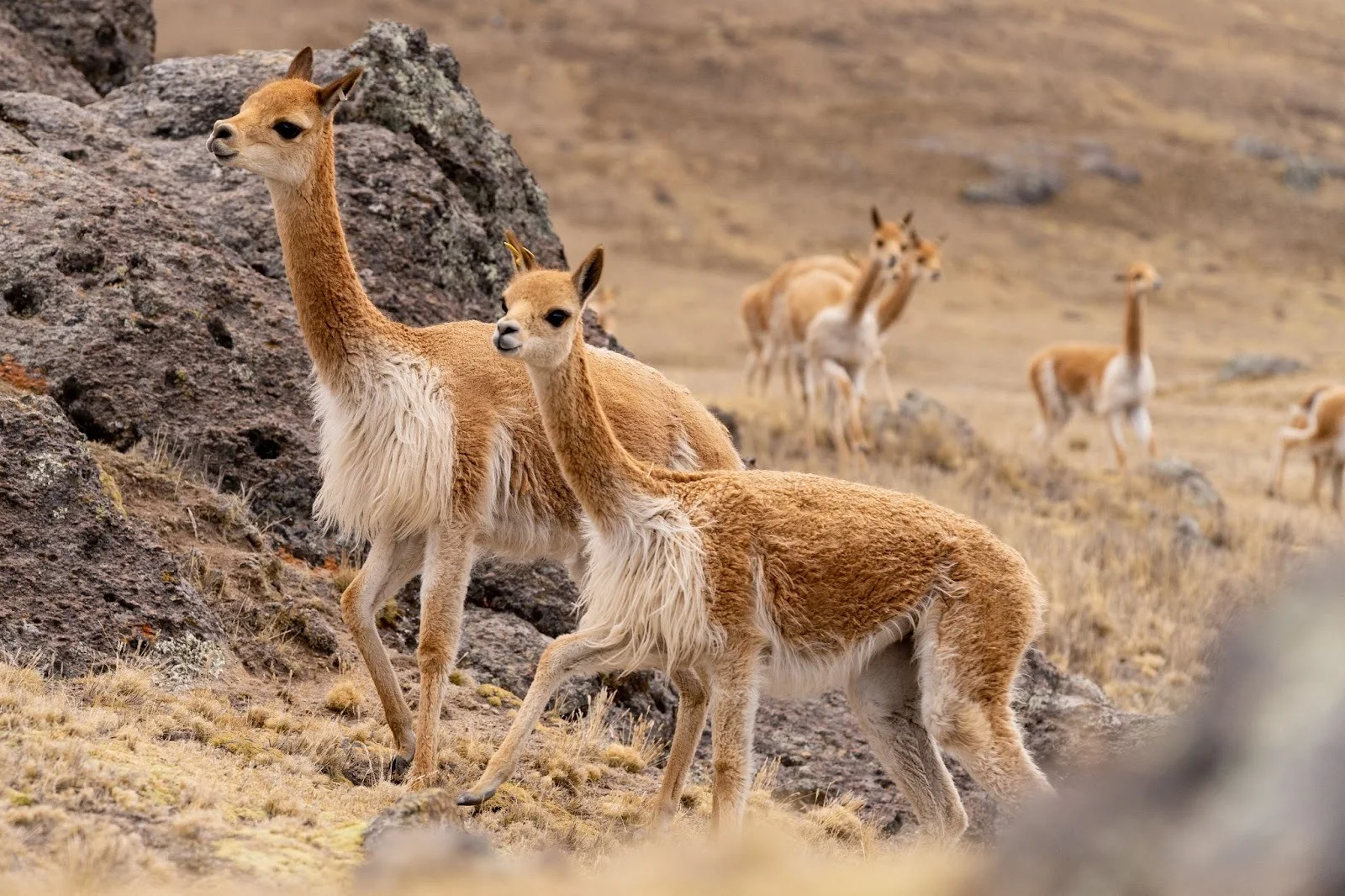 Vicu&ntilde;a animals roaming freely on the high Andes mountains